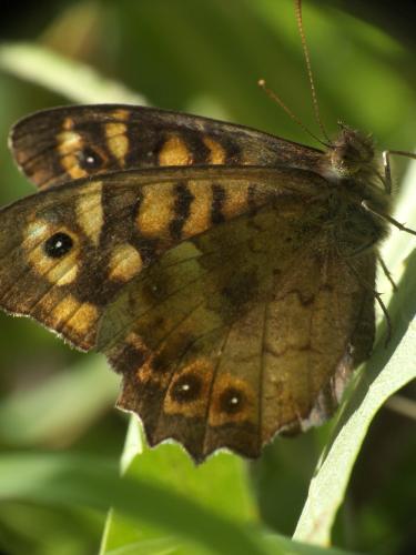 Pararge aegeria